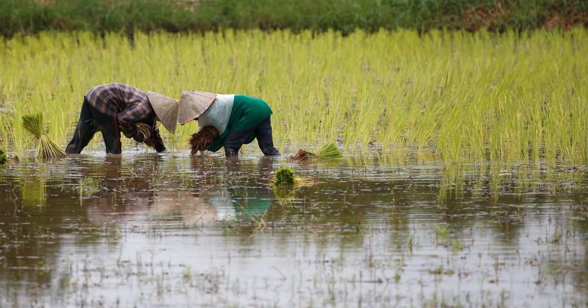 Laos farmers turn to game theory in bid to outsmart rats