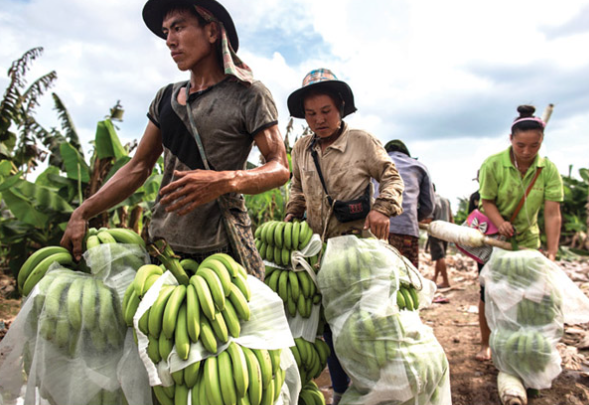 Laos, Cambodia deepen agricultural partnership, open new trade corridor to China