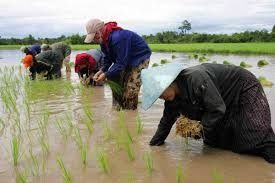 Laos launches project to boost sustainable agri-food systems